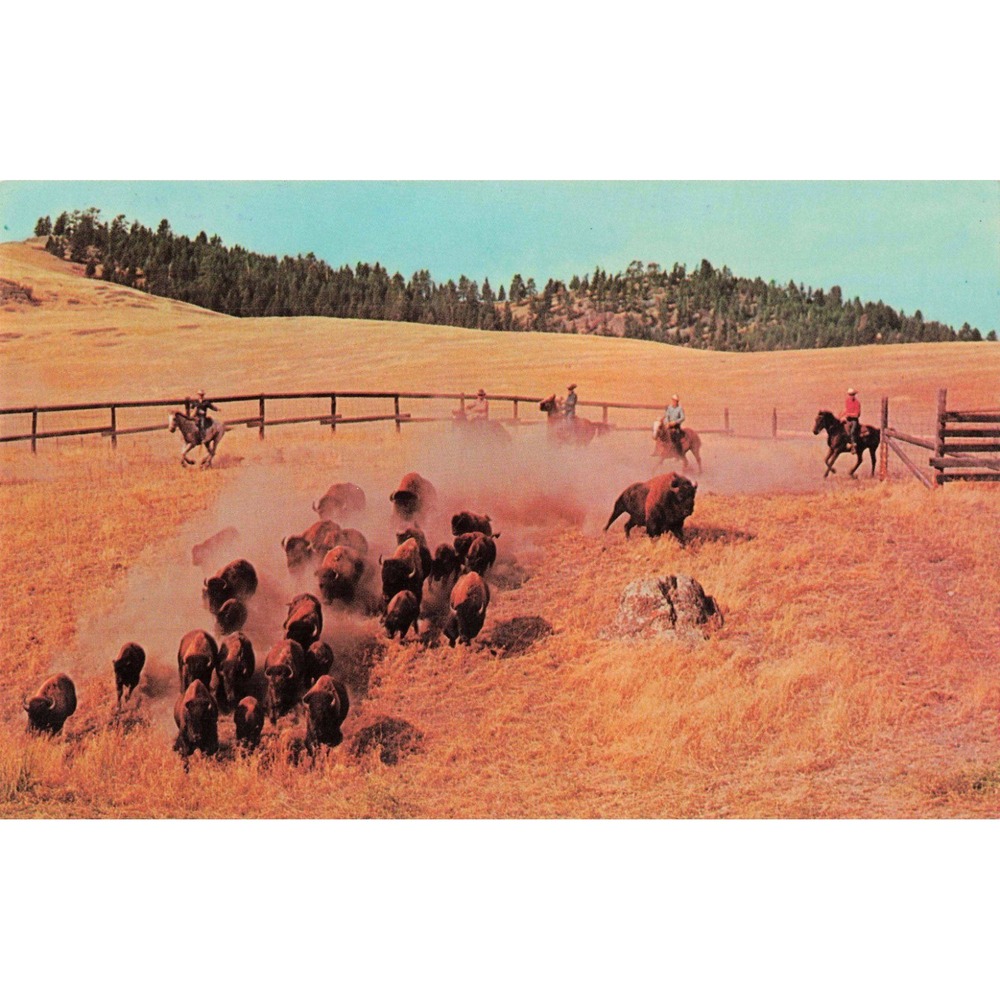 Vintage National Bison Range Montana Buffalo Roundup Chrome Postcard Moiese MT - Picture 1 of 2